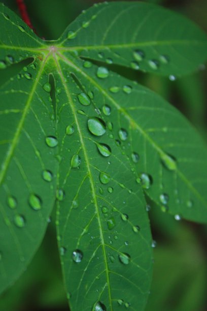木薯叶子上的露珠图片下载