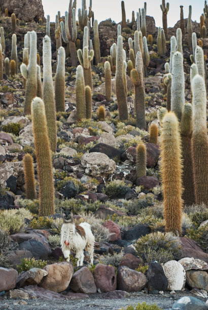山上有美洲驼和仙人掌。图片下载