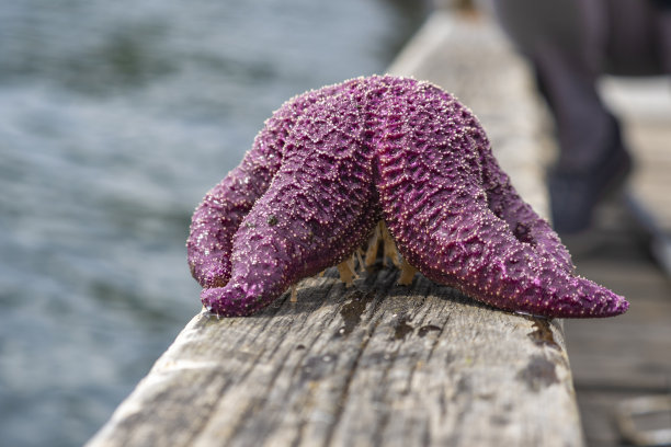 斯塔特鱼图片下载