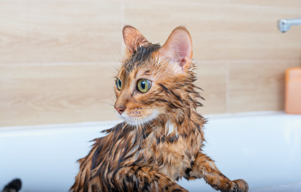 一只孟加拉猫在白色的浴缸里洗澡。洗澡后湿猫。图片下载