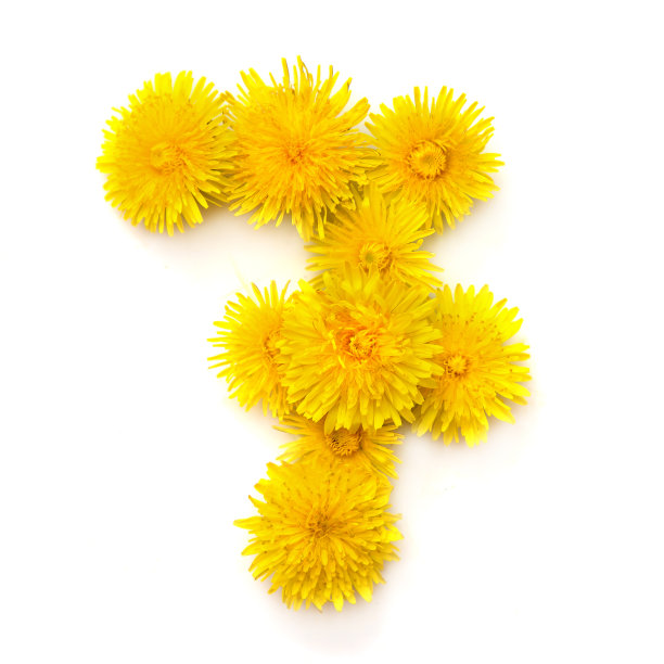 7朵黄色的蒲公英花图片下载