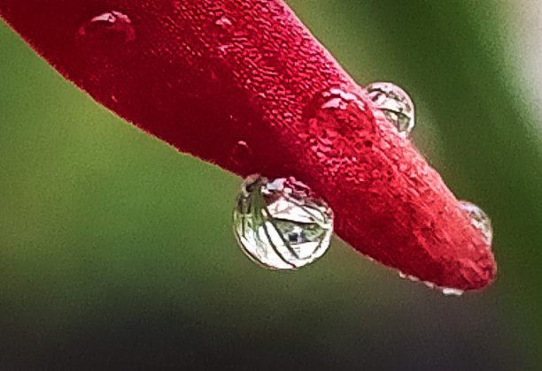 花下降图片下载
