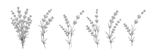 设置不同的薰衣草在白色背景图片下载