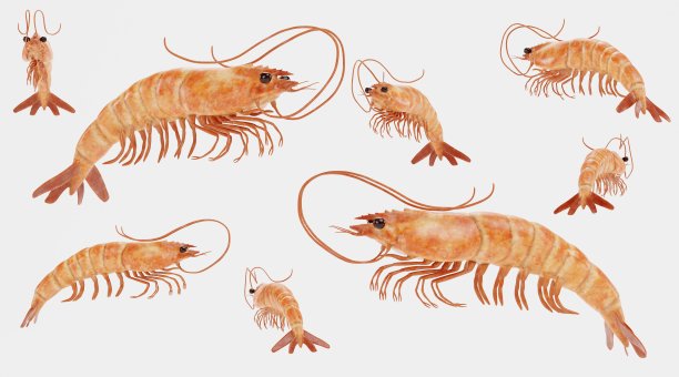 虾的逼真3D渲染图片下载