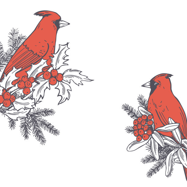 红色的红衣主教。矢量插图。图片下载