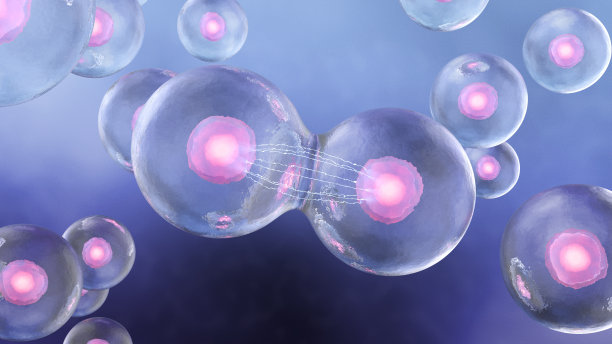 人体内的细胞分裂图片下载