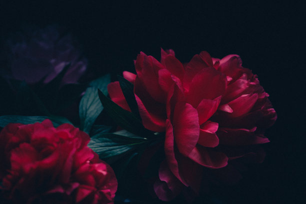 牡丹背景图片下载