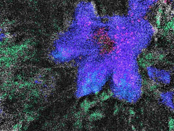 晚上花。图片下载