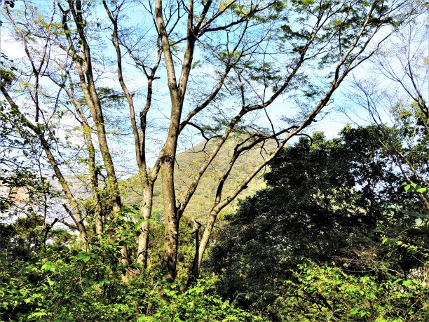 日本。4月。森林在山上。图片下载