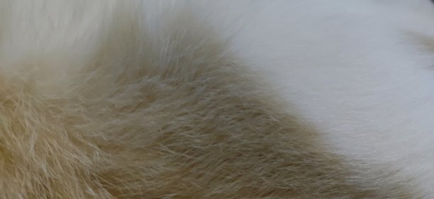 猫的皮毛图片下载