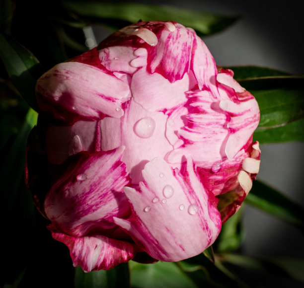 准备好开放图片下载