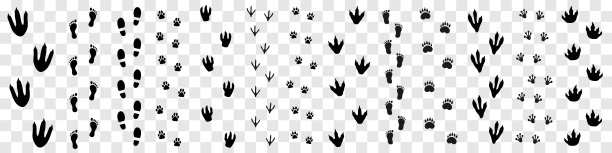 收藏了大量动物、人类、恐龙、怪物的脚印。不同的脚步孤立在透明的背景上。矢量设计图片下载