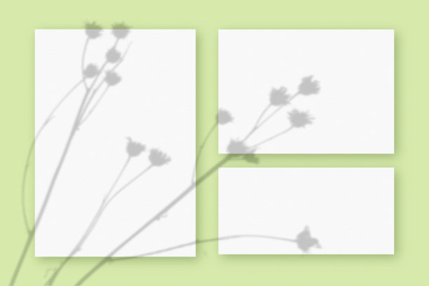 自然光从植物上投射阴影在3张白色纹理纸格式，躺在一个绿色纹理的背景。模型图片下载