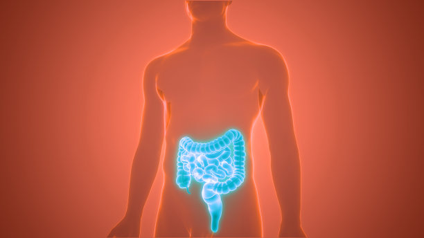 人体消化系统大小肠解剖图片下载