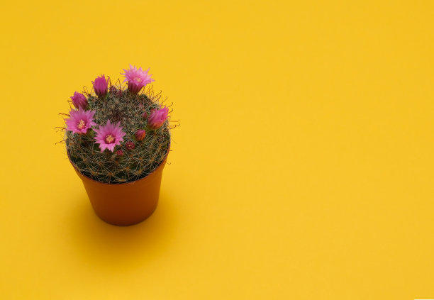 绿色的仙人掌植物图片下载