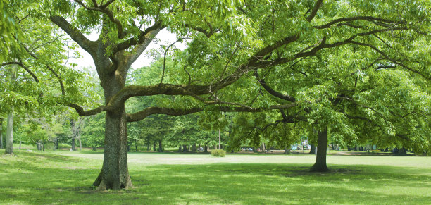 树的旗帜形象图片下载