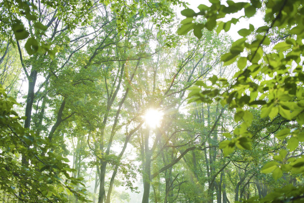 阳光森林图片下载