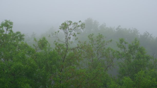 雾在绿色的森林里图片下载