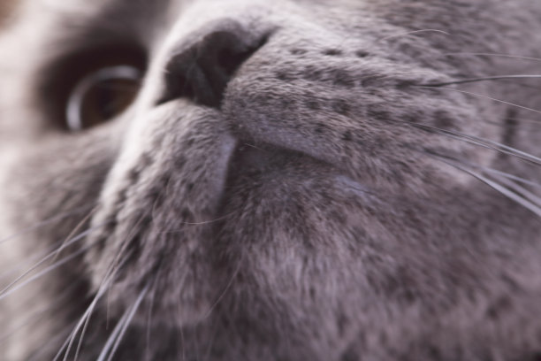 英国短毛猫的鼻子的微距照片图片下载