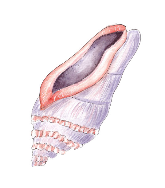 手绘水彩珍奇贝壳。海洋野生动物图片下载