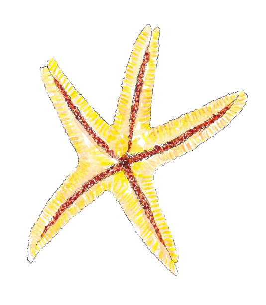手绘水彩奇异海星。海洋野生动物图片下载