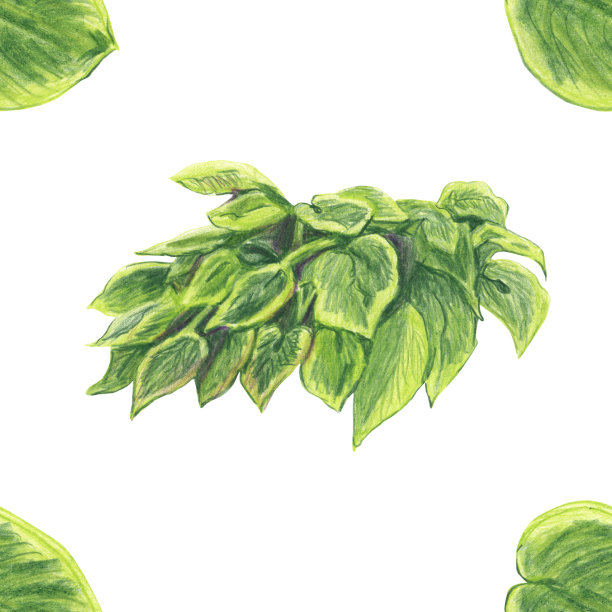 无缝模式的花园花玉簪和大的单叶切在白色的背景。用彩色铅笔的技术制成。手绘。图片下载