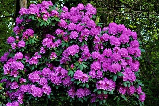 皇家免费照片-完美的花卉背景艺术的网站，博客，或广告-华丽的紫色杜鹃花炫目的旁观者-我的后院杜鹃花今年最好的开花春天-开花灌木-庭院观赏植物图片下载