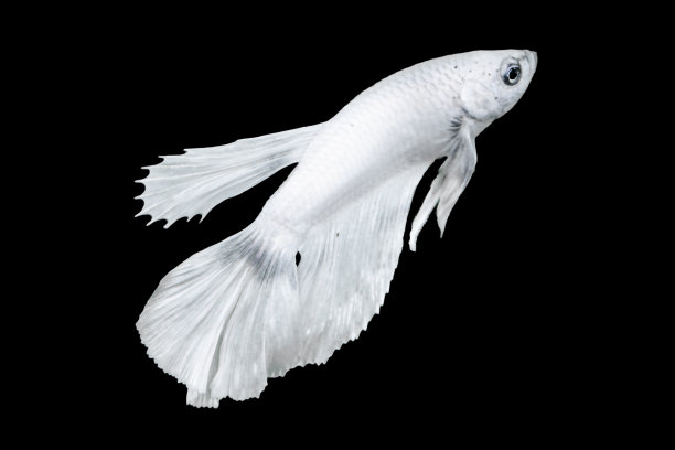 白色斗鱼，孤立在黑色背景。适合设计Stock对象，稀有暹罗格斗鱼，斗鱼，斗鱼，巨型斗鱼，剪出。最小的图片下载