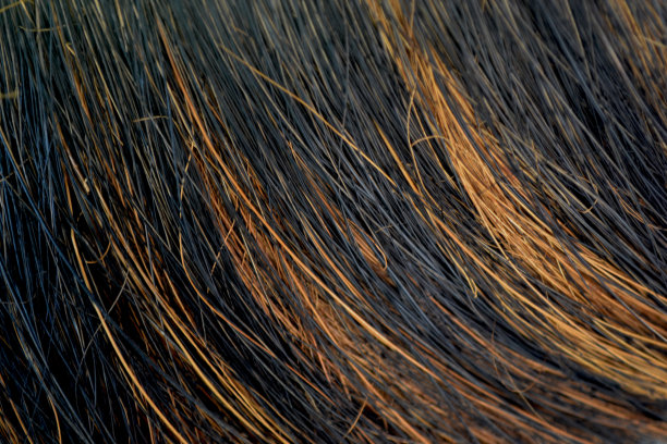 黑色和橙色的金雀花草图片下载