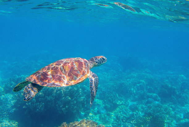 可爱的海龟在蓝色的海水的热带海洋。绿海龟水下照片。自然环境中的野生海洋动物。濒临灭绝的珊瑚礁物种。热带海岸野生动物。潜水的照片。图片下载