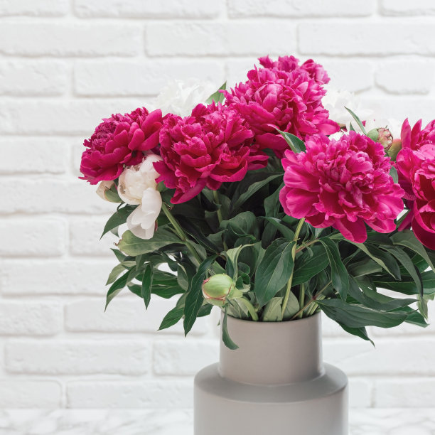 花瓶上一束红色的盛开的牡丹花，在光线的背景下，近距离，房间里有香喷喷的夏花图片下载