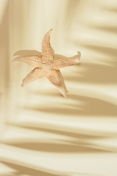 棕榈树叶子的阴影和海星在沙上的颜色背景像在海滩上。夏季最小的概念图片下载