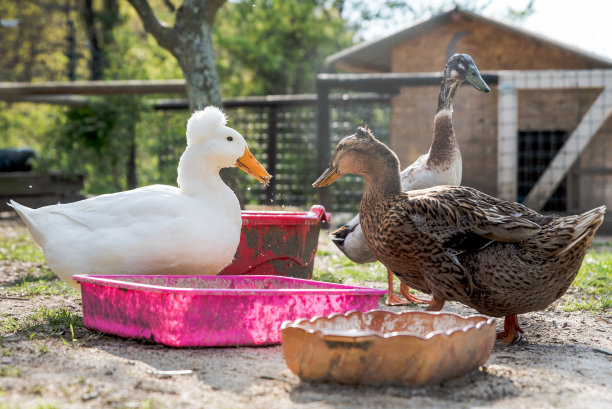 有机农场后院的鹅和鸭图片下载