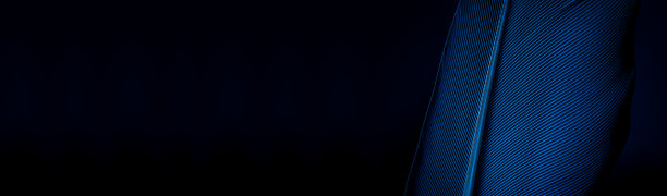 蓝色宏观羽毛，鹦鹉羽毛宏观纹理，蓝色宏观羽毛，羽毛，动物，鸟，英国，金刚鹦鹉，蓝色和紫色羽毛图片下载