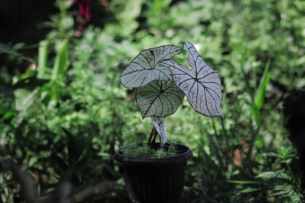 花园里的白色圣诞果或Candidum。热带室内植物库存照片。图片下载