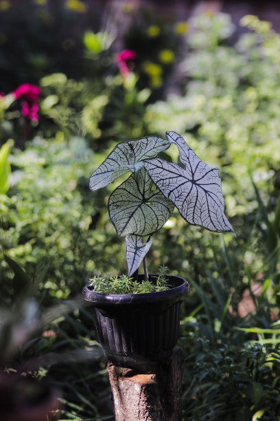 花园里的白色圣诞果或Candidum。热带室内植物库存照片。图片下载