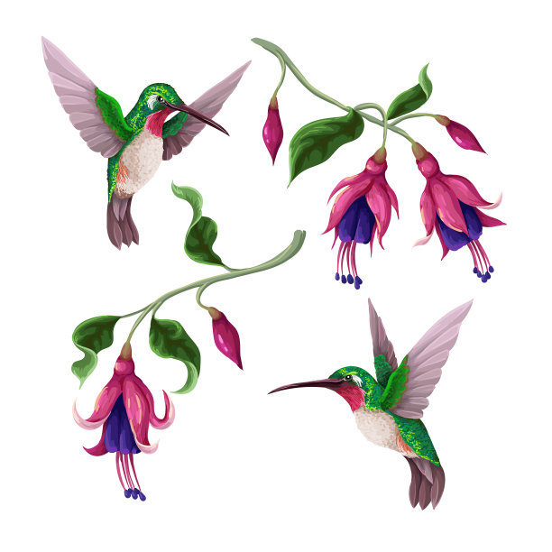 蜂鸟和热带花卉孤立流行图片下载