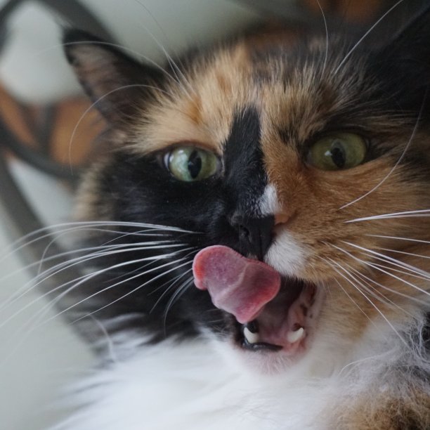 猫食很好吃!图片下载