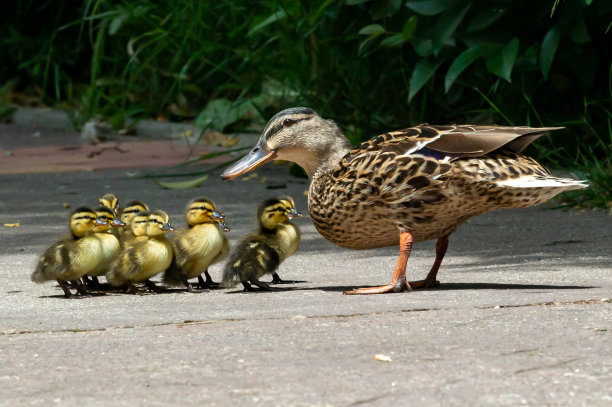 鸭妈妈带着她的小鸭子们散步。小鸭子和妈妈在一起。鸭子的家庭。小动物小鸟类图片下载