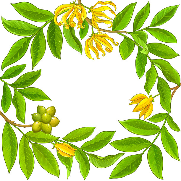 依兰依兰框架上的白色背景图片下载