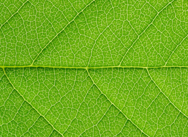 绿叶纹理背景，后面有光。高分辨率的照片。图片下载