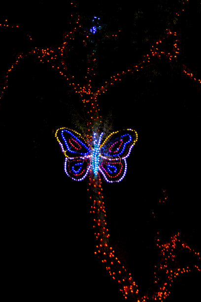 在一个黑色的背景上使用离散的灯光对着一棵树的蝴蝶的装饰颜色轮廓图片下载