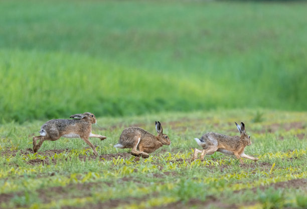 三个欧洲野兔图片下载