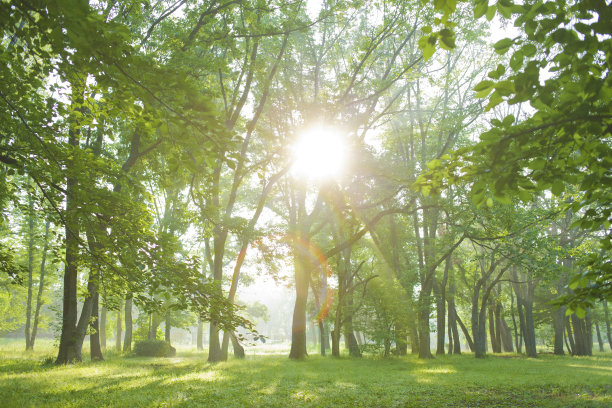 阳光森林图片下载