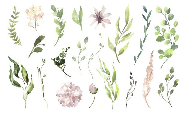 水彩花卉插图集-绿色桉树叶树枝收集，粉红色的花为婚礼邀请，贺卡，壁纸，背景。桉树、绿叶图片下载