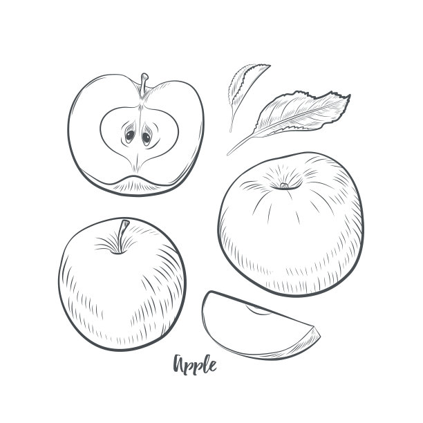 苹果果实草图图片下载
