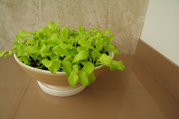 花盆里种的蔬菜沙拉图片下载