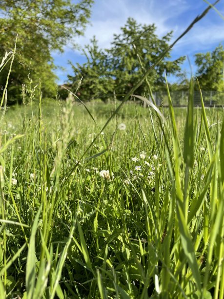 巴伐利亚自然风光的夏日图片下载