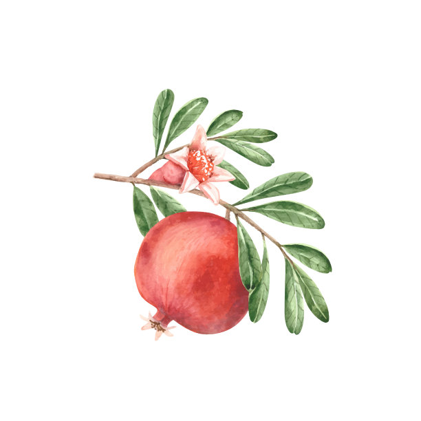 红色的石榴在绿叶的树枝上图片下载