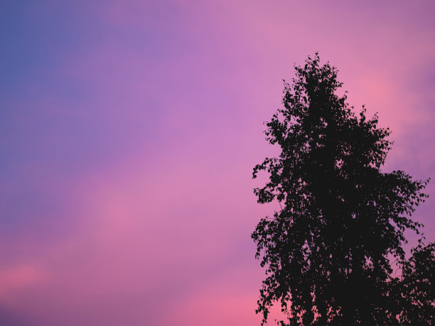 那美丽的紫色云彩在天空中点缀着一棵夕阳下的小树。自然生动的霓虹灯背景。图片下载